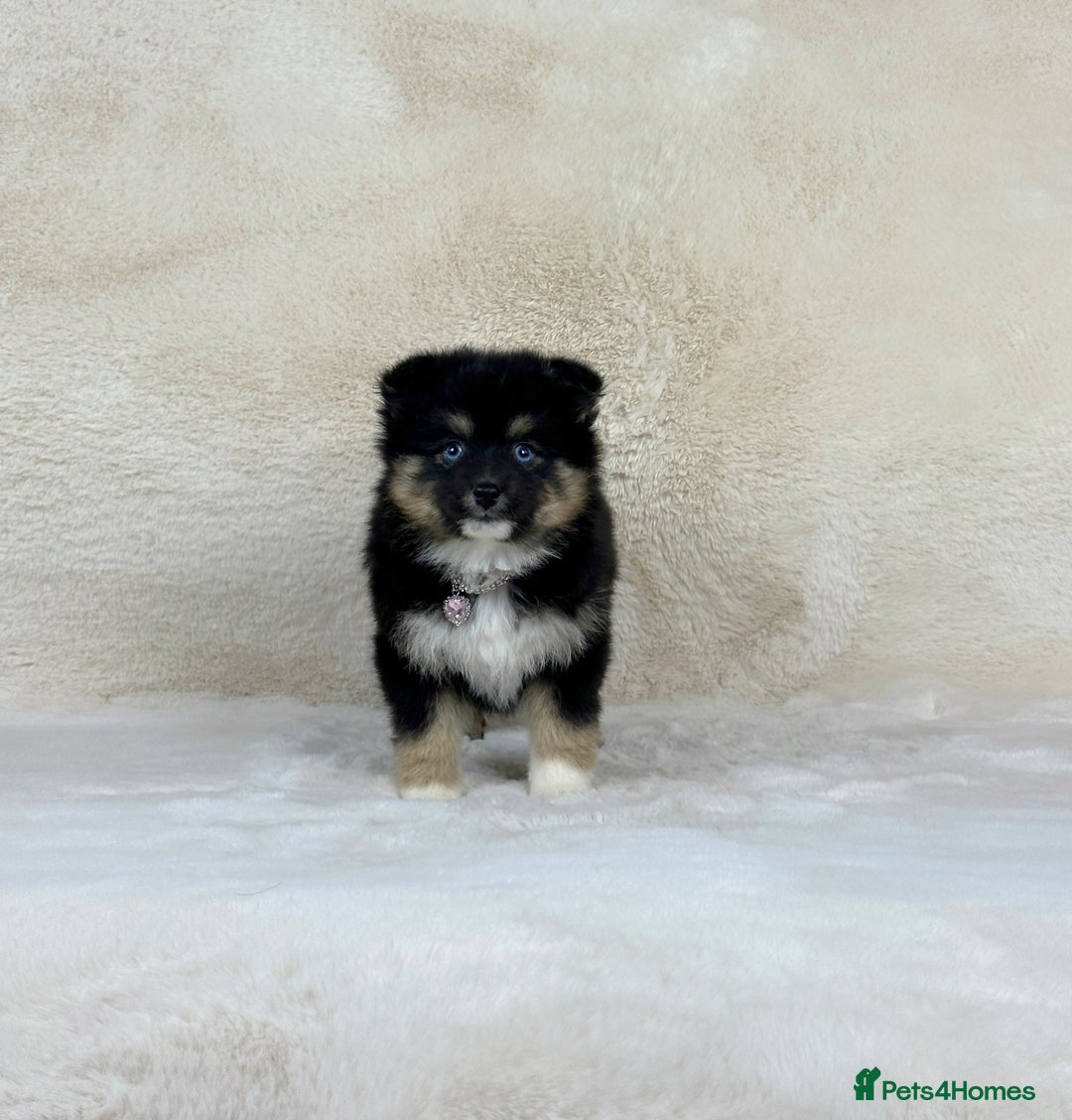 Pomsky dogs for sale: Stunning blue eyes F3 Pomsky puppies for sale  - Image 27