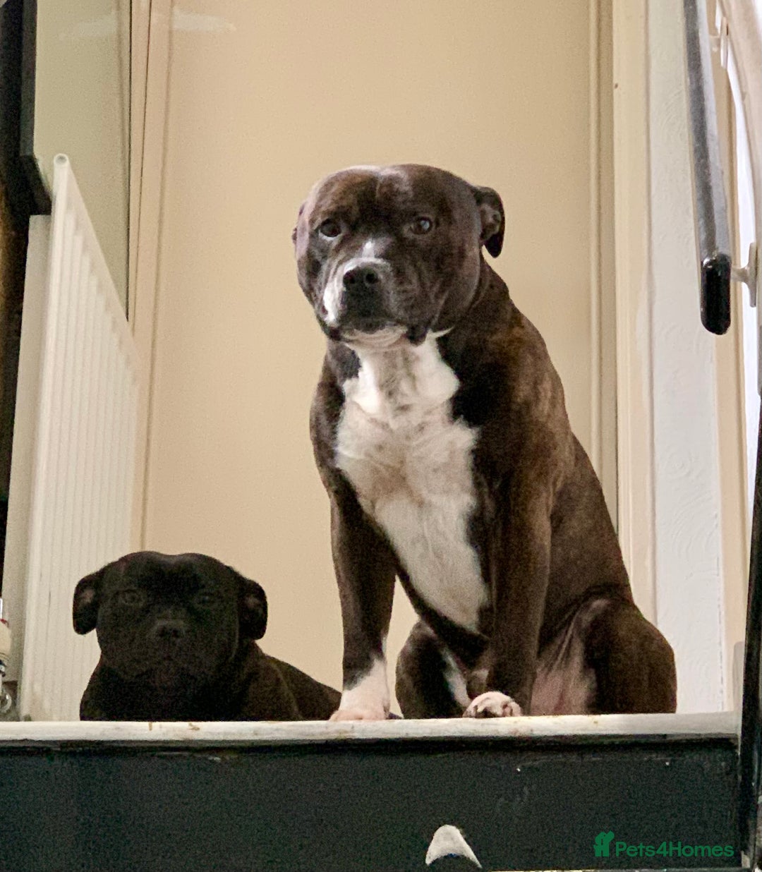 Staffordshire Bull Terrier dogs for sale: Champion bloodlines Kc mother puppy - Advert 14