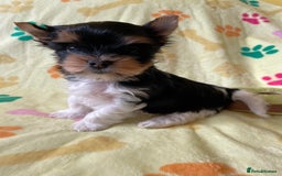 Yorkshire Terrier dogs for sale: York puppies for sale - Image 29