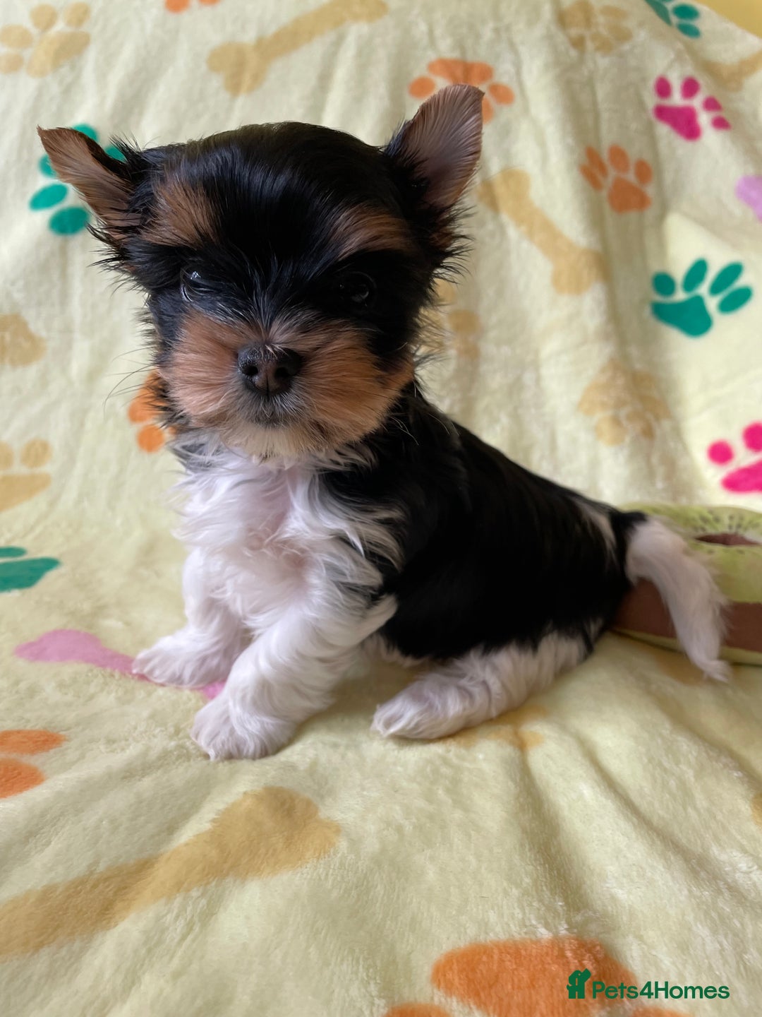Yorkshire Terrier dogs for sale: York puppies for sale - Image 29