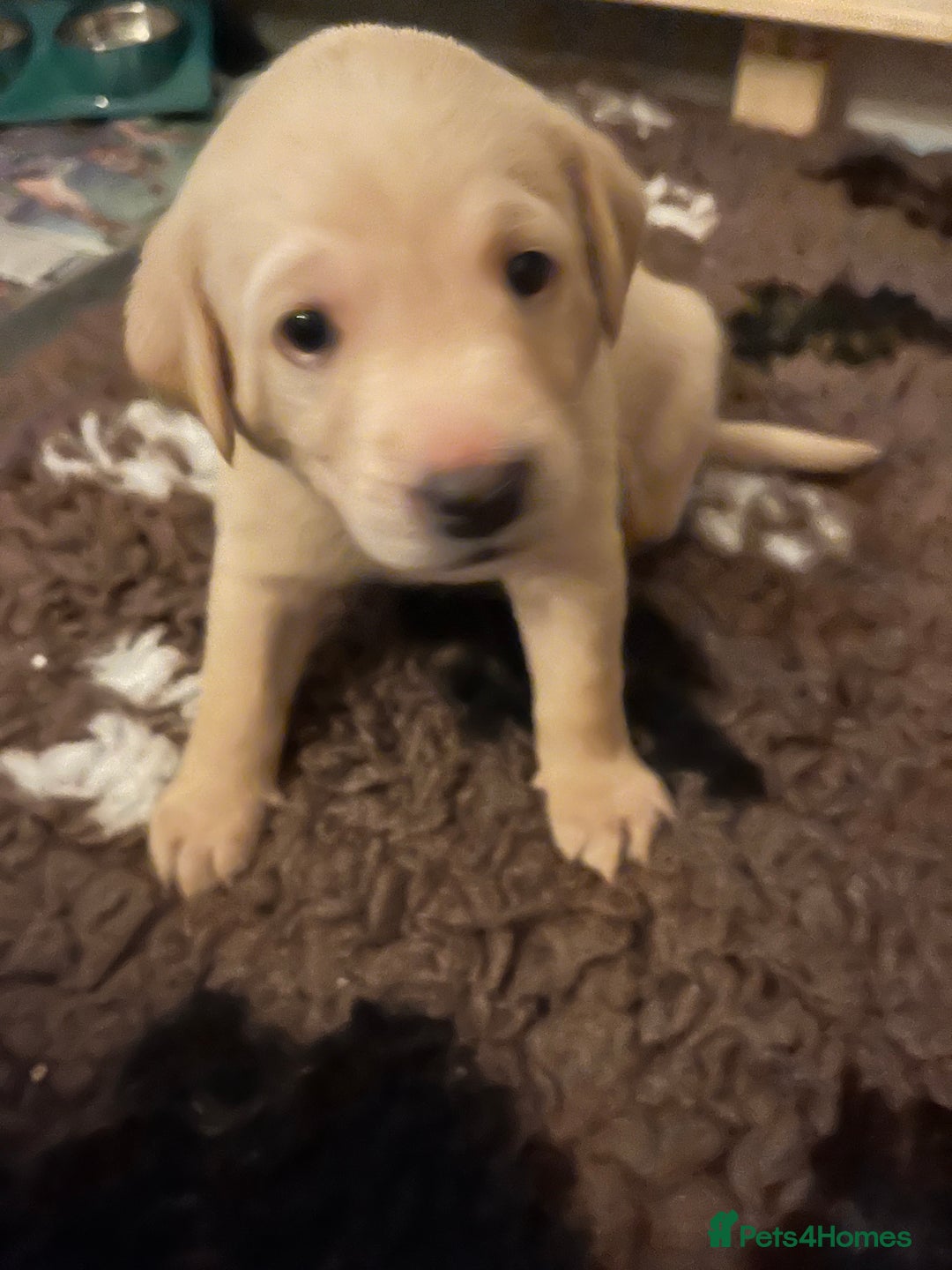 Labrador Retriever dogs for sale: Labrador Retriever Puppies for sale  - Advert 25