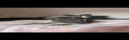 French Bulldog dogs for sale: 4 stunning french bulldog puppies for sale  - Advert 6