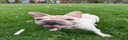 French Bulldog dogs for sale: Male albino french bulldog  in Wigan - Advert 3