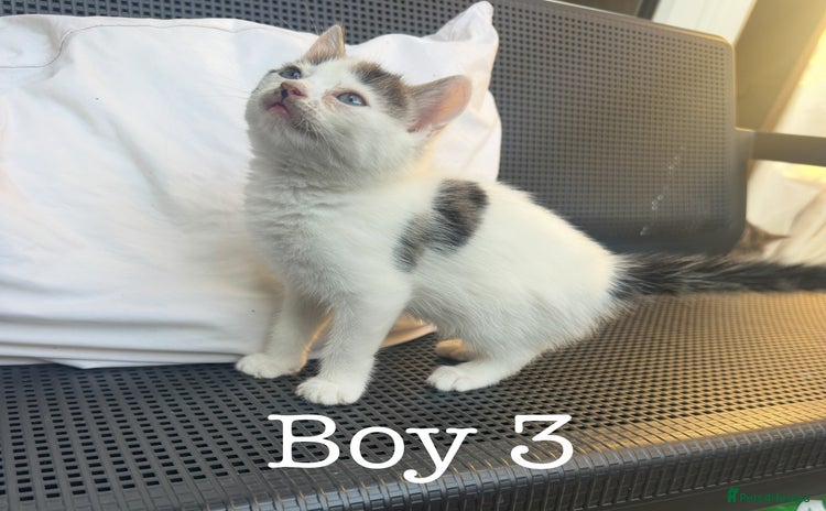 British Shorthair cats - Advert 4