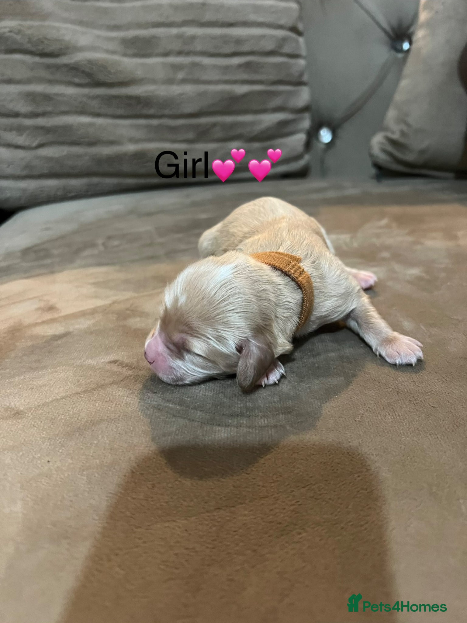 Cavapoo dogs for sale: 5 beautiful cavapoos ready in July 🐶🐶 - Advert 13