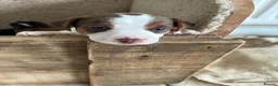 Jack Russell dogs for sale: Pure jack russell pup  in Stockton-on-Tees - Advert 2