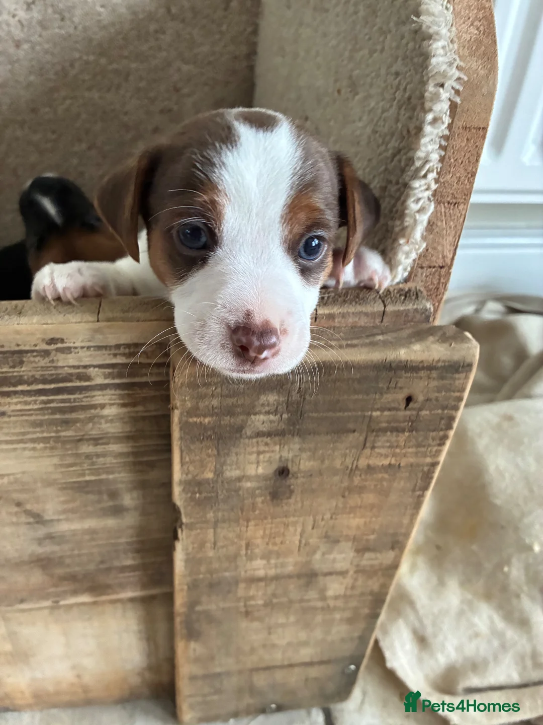 Jack Russell dogs for sale: Pure jack russell pup  in Stockton-on-Tees - Advert 2