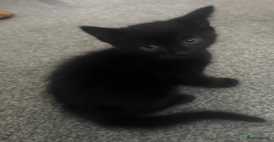 Domestic Shorthair cats 5⭐️home wanted for beautiful, playful boy - Advert 2