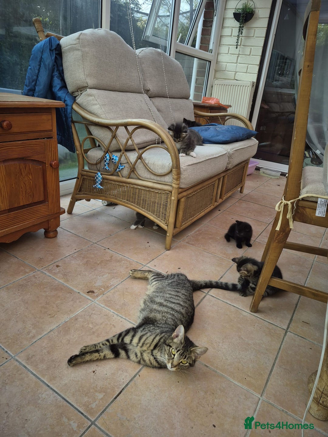 Mixed Breed cats for sale: Beautiful fluffy kittens - Image 2