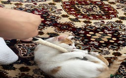 Mixed Breed cats for sale: calico male kitten READY TO LEAVE - Image 18