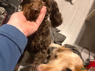 Cocker Spaniel dogs Beautiful sisters for sale - Advert 1