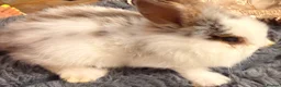 Mixed Breed rabbits for sale: Beautiful Rabbits Looking for Loving Homes 🐰 - Advert 8