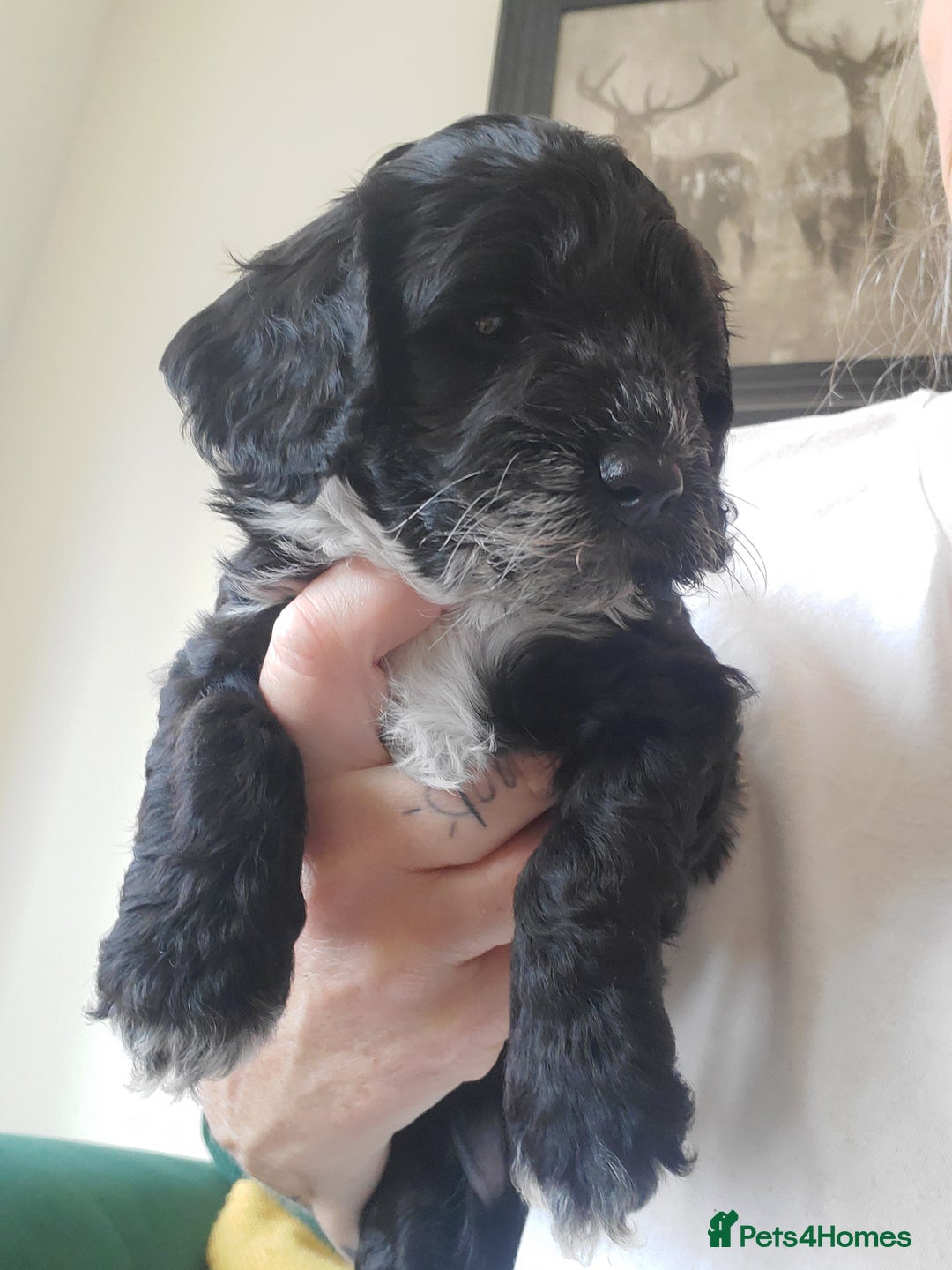 Cockapoo dogs for sale: Two coloured stunning Cockapoos available - Image 6