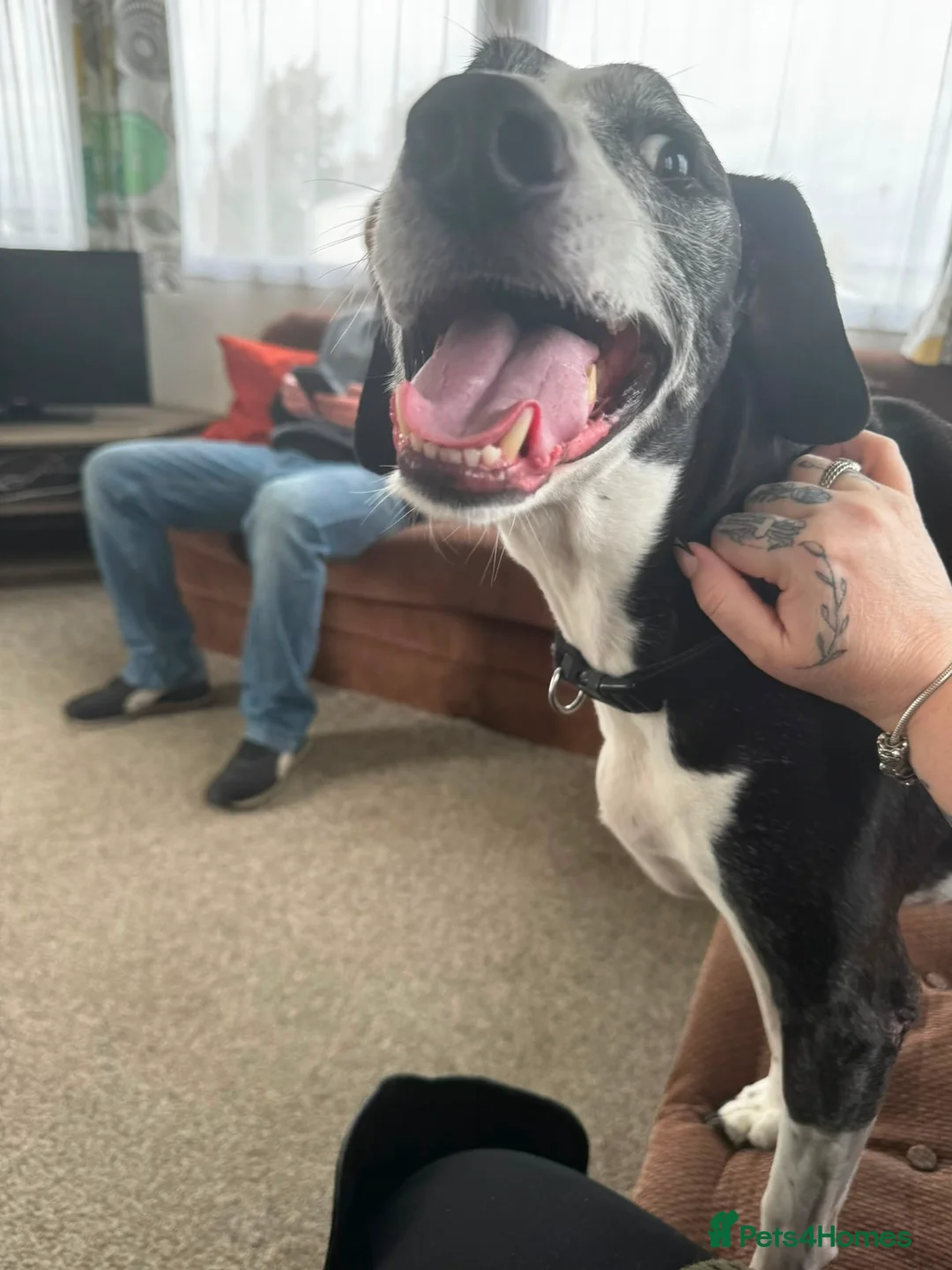 Mixed Breed dogs for sale: Skinner in Maidstone - Advert 2