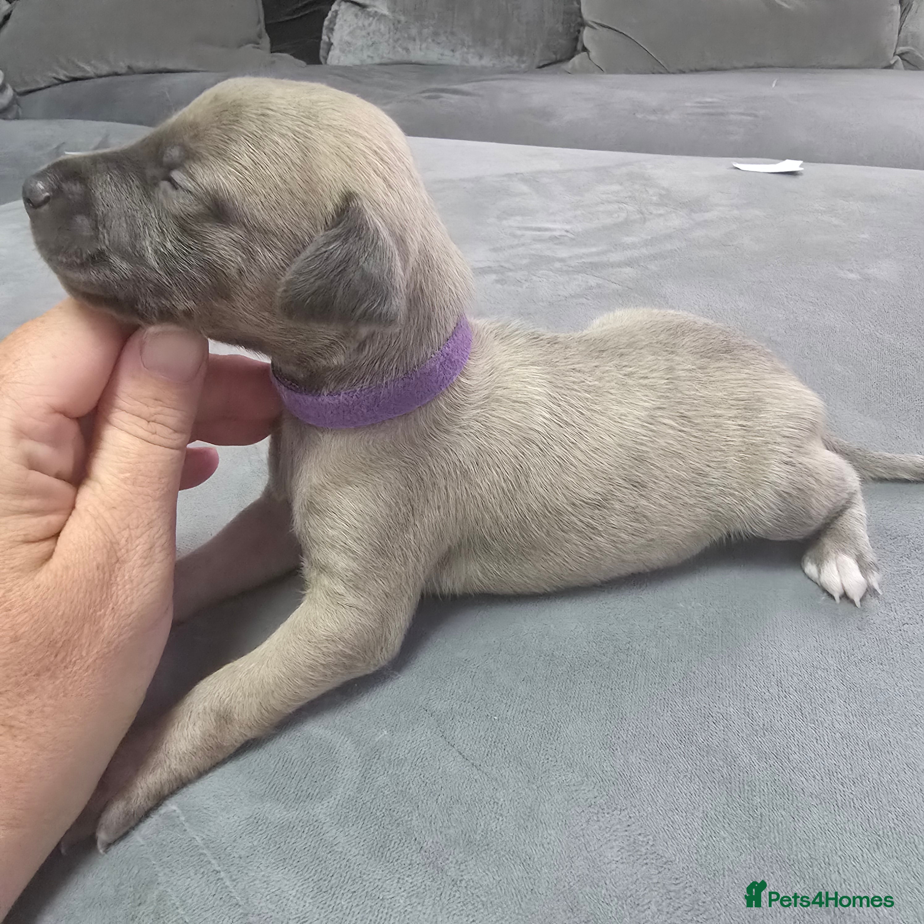 Whippet dogs Beautiful kc puppies not ready for 6 weeks  - Advert 2