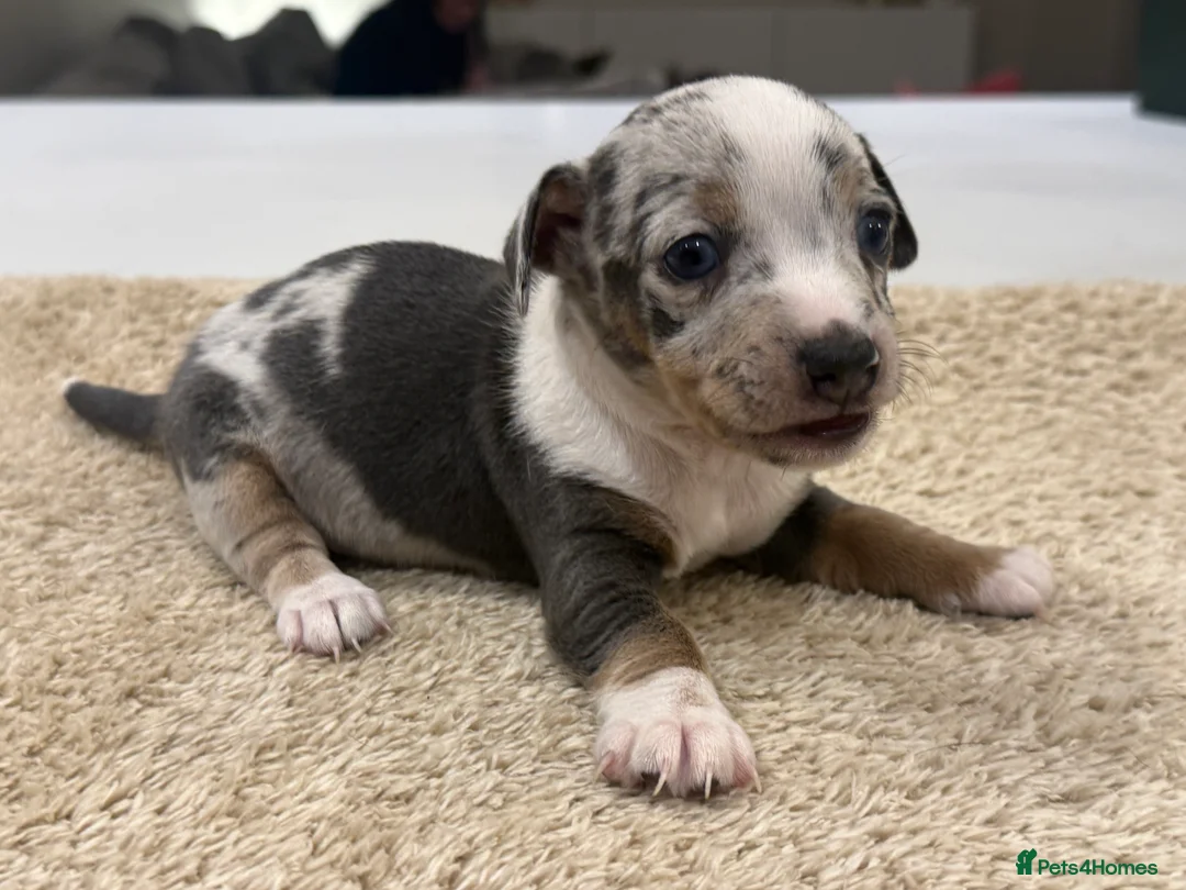 Jack Russell dogs for sale: Miniature Jack Russell Puppies  - Advert 17