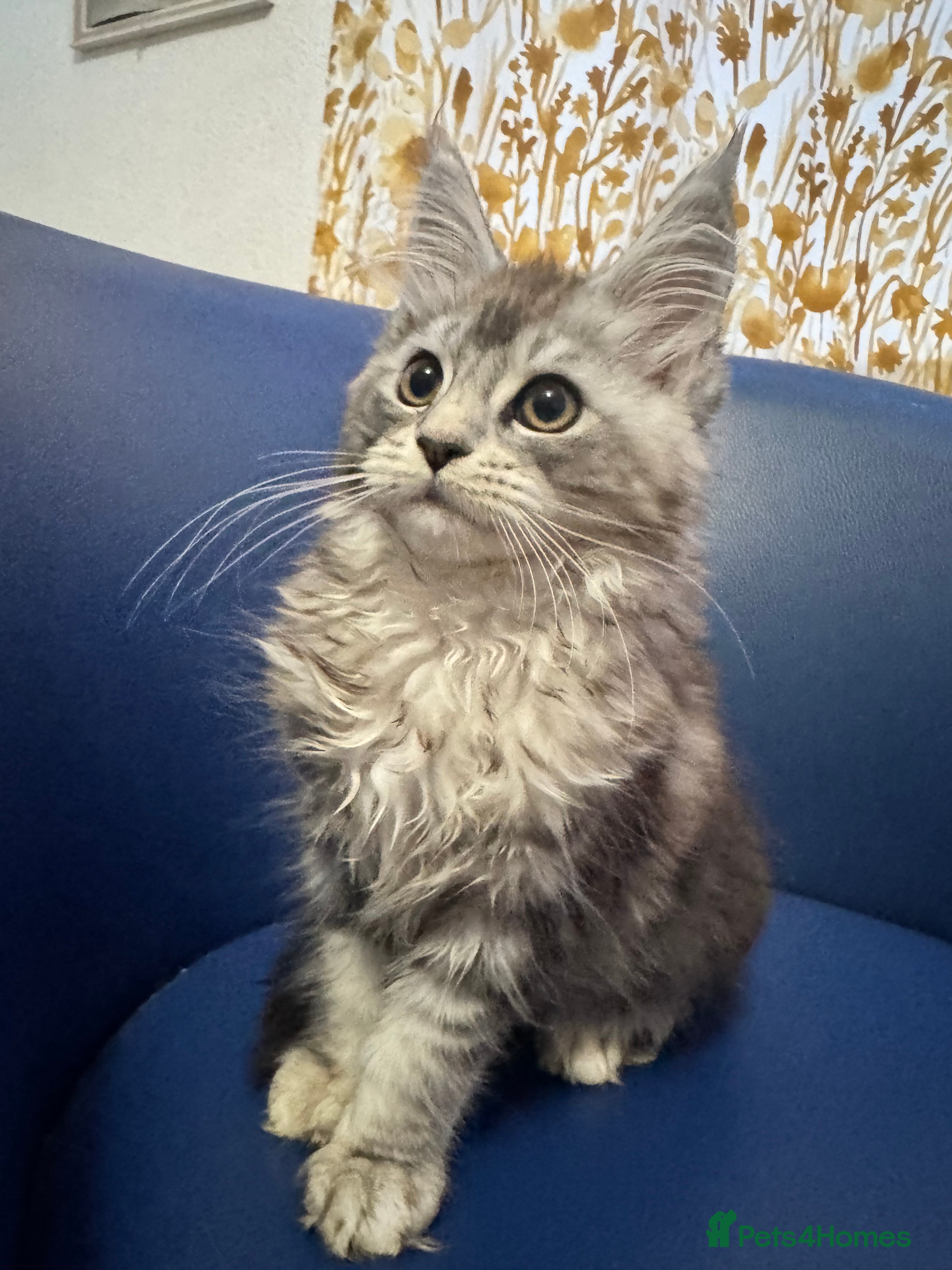 Maine Coon cats Maine Coon kittens ready now - Advert 5