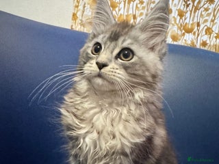 Maine Coon cats Maine Coon kittens ready now - Advert 5