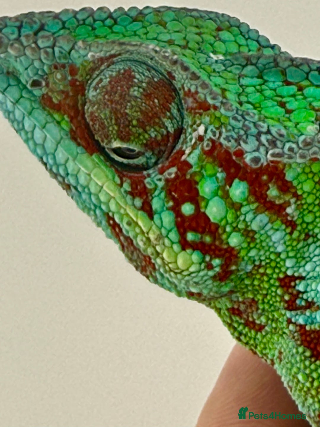 Chameleon reptiles for sale: Ambanja panther chameleon PURPLE  - Image 4