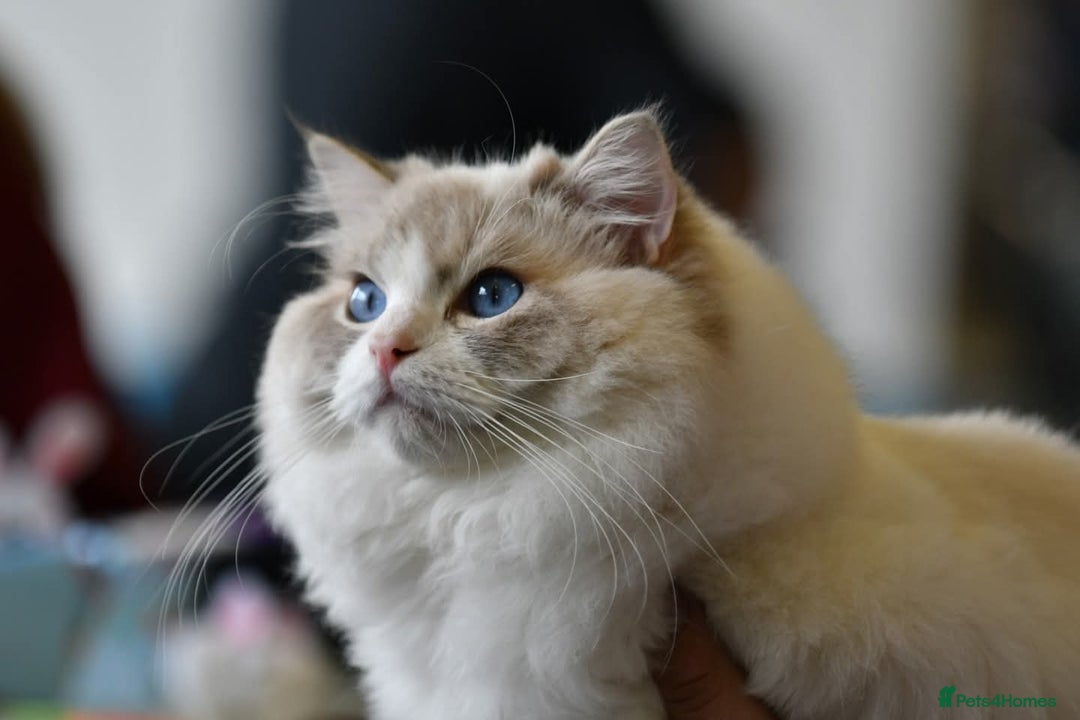 Ragdoll cats for sale: ❤️BEST KITTENS RAGDOLL❤️ CHAMPION REGIONAL WINNER  - Advert 6