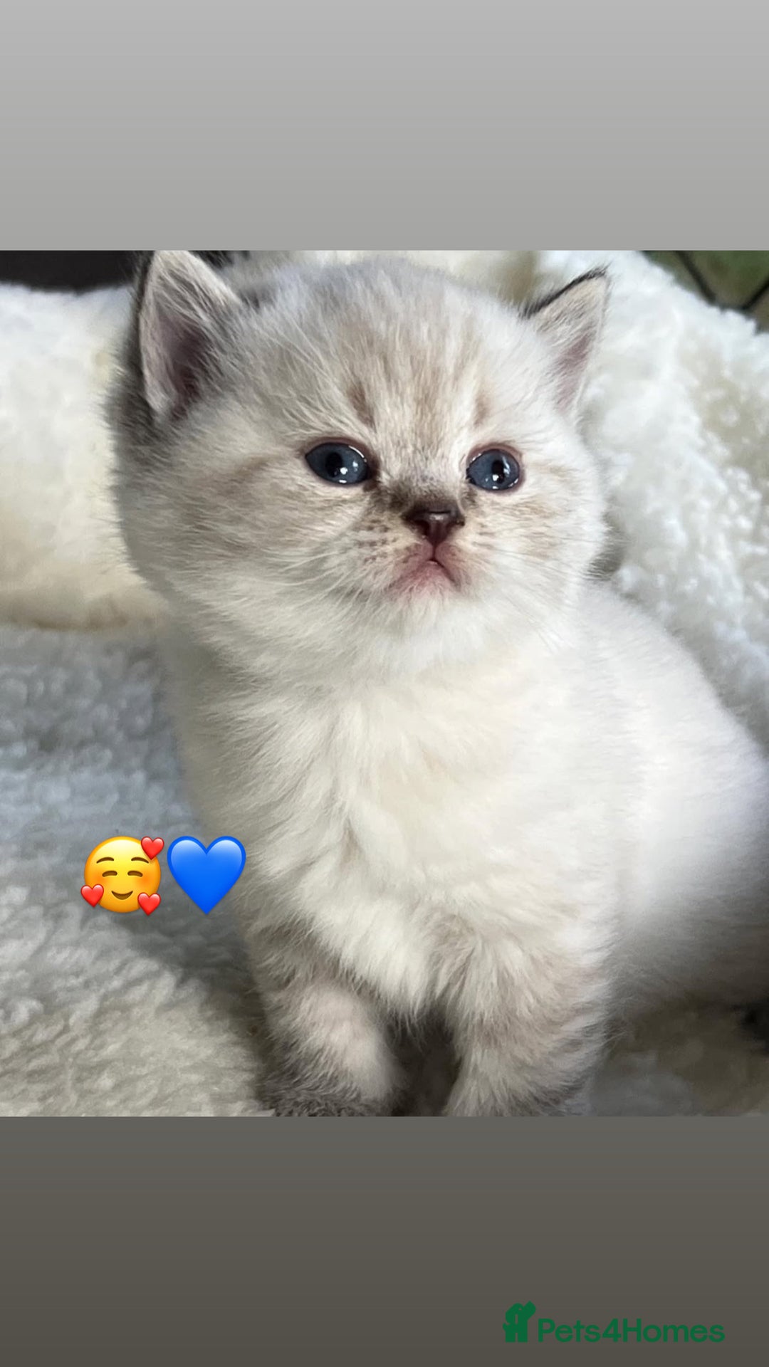 British Shorthair cats for sale: Beautiful white/silver British shorthair kittens - Advert 4