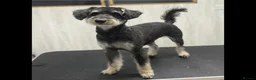 Schnoodle dogs for sale: F1 SCHNOODLE PUPPIES - Advert 8