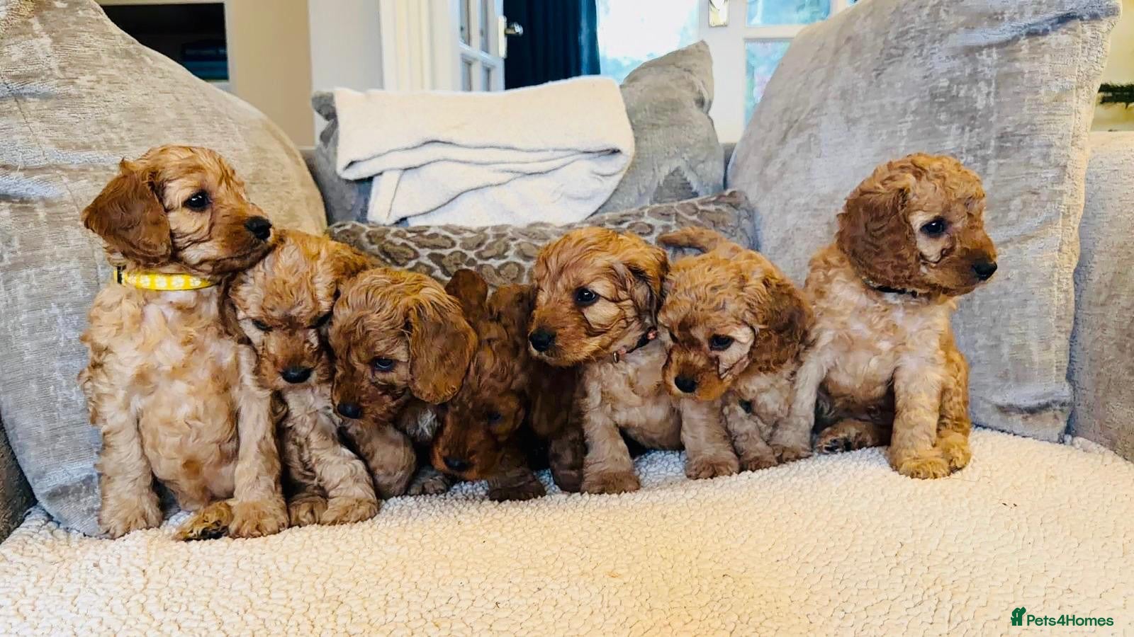 Cavapoo dogs Beautiful F1B cavapoo “teddy bear” puppies  - Advert 1
