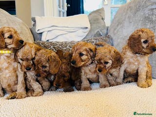 Cavapoo dogs “teddy bear” F1B puppies - ONLY 1 LEFT - Advert 8