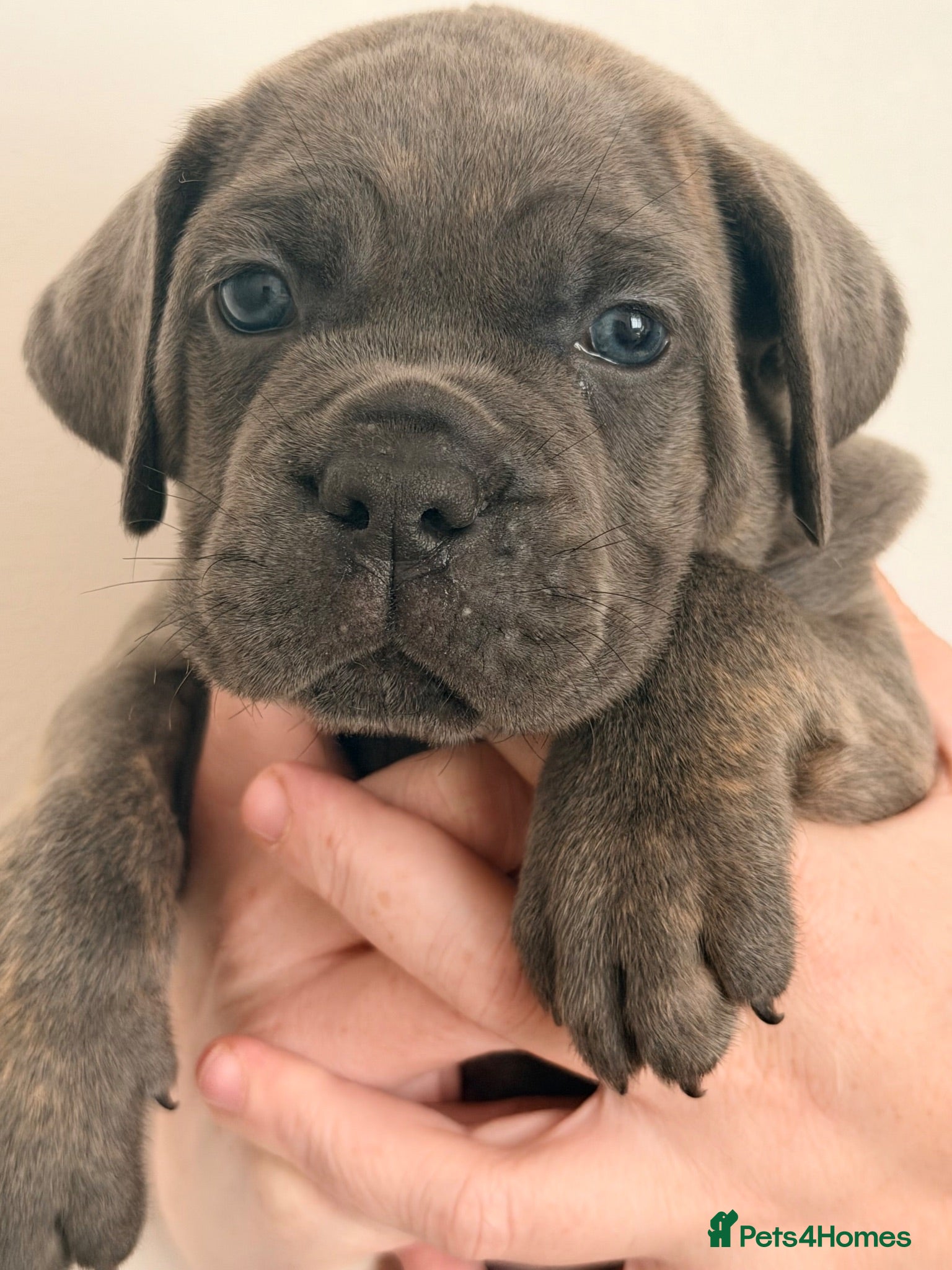 Cane Corso dogs Exceptional pedigree puppies- 2 females remaining - Advert 1