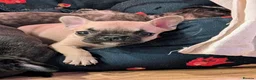 French Bulldog dogs for sale: *last one*Mixed (75%) French Bulldog Frenchie - Advert 21