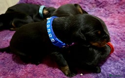 Dobermann dogs for sale: European Doberman puppies - Image 7