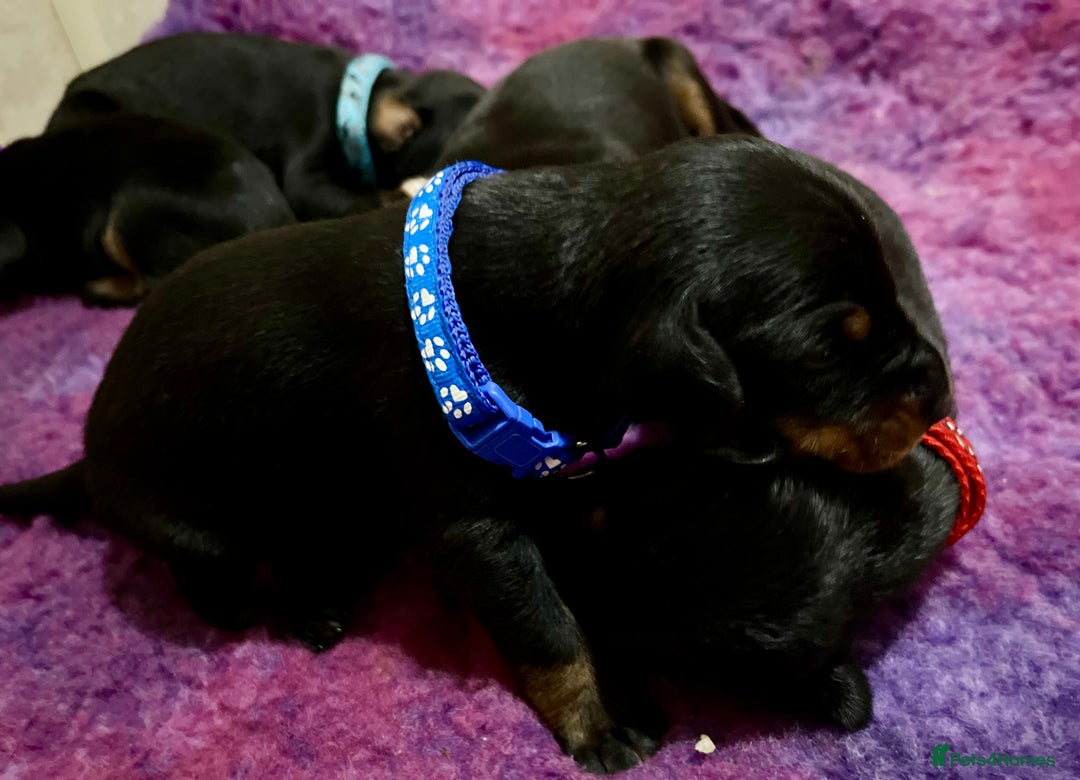 Dobermann dogs for sale: European Doberman puppies - Image 7