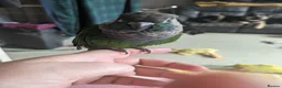 Conures birds for sale: Bonded female conures - Advert 4
