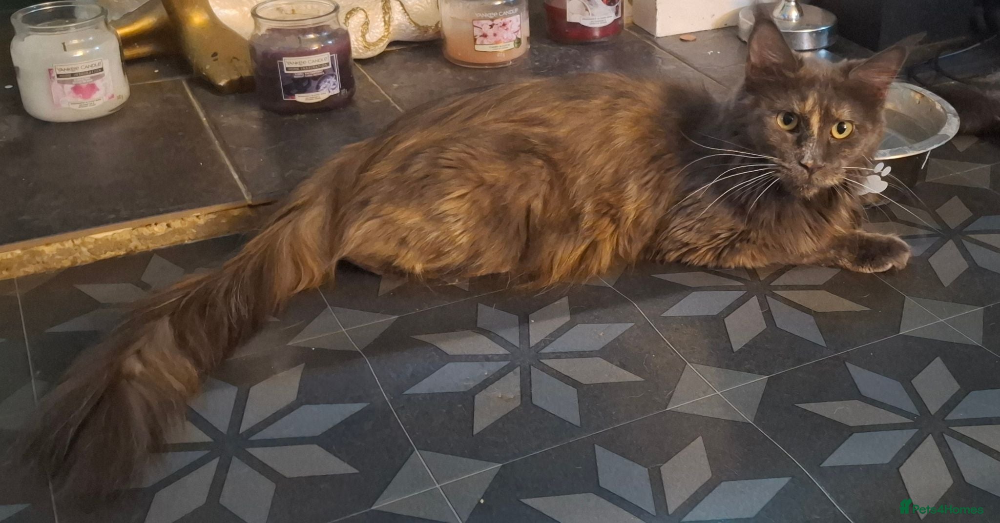 Maine Coon cats Pedigree full maine coons  - Advert 6
