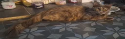 Maine Coon cats for sale: Pedigree full maine coons  - Advert 1