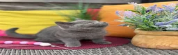 British Shorthair cats for sale: British Shorthairs**READY NOW** - Advert 25