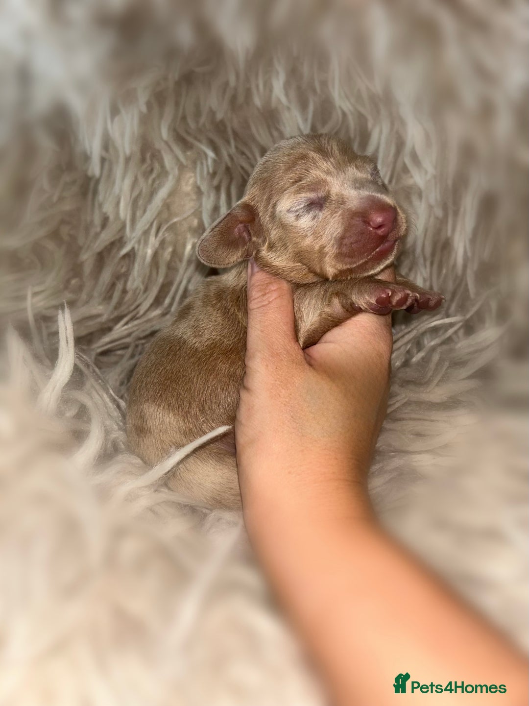 Miniature Dachshund dogs for sale: Tiny miniature kc dachshunds  - Image 10