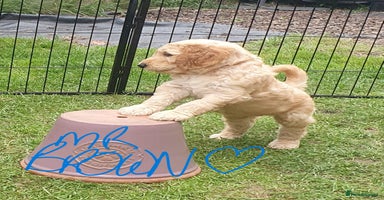 Goldendoodle dogs - Advert 3