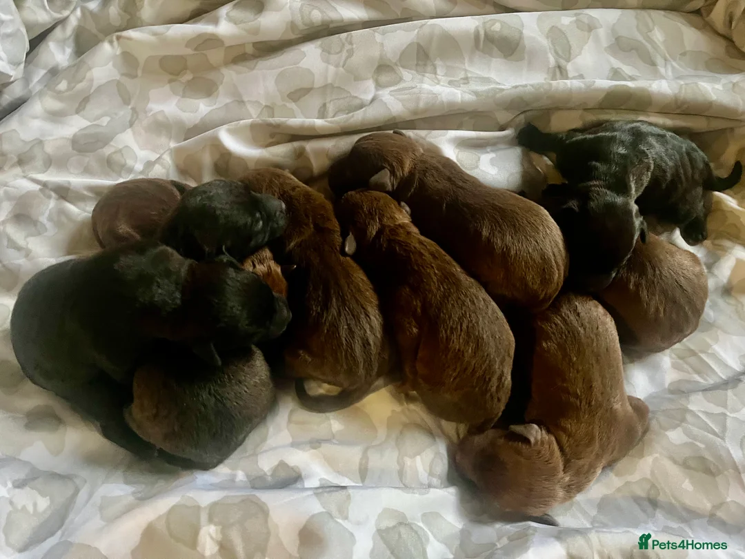 Patterdale Terrier dogs for sale: Beautiful chocolate docked Patterdale pups - Advert 9