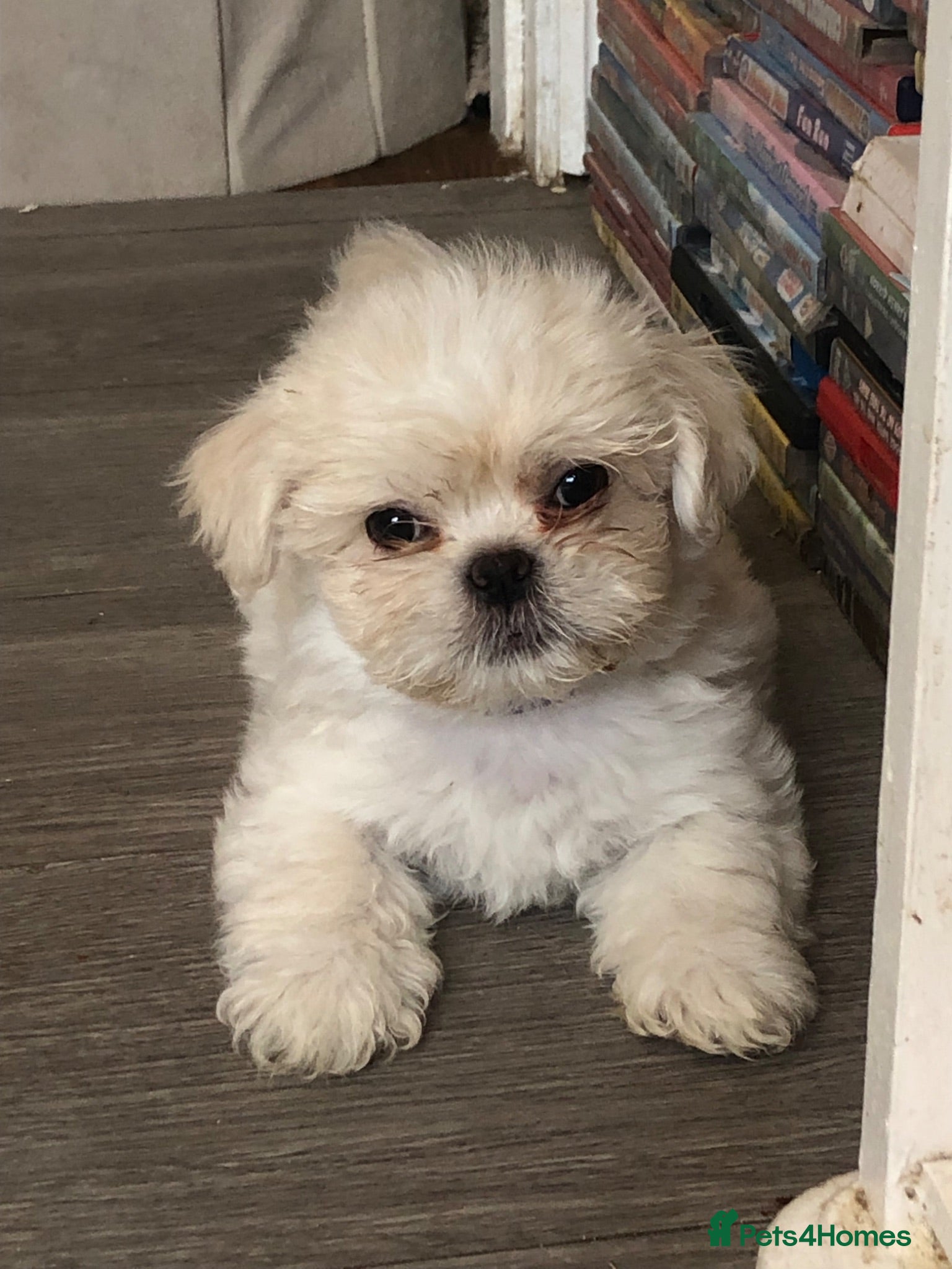 Mixed Breed dogs Beautiful fluffy Shih tzu baby boys - Advert 4