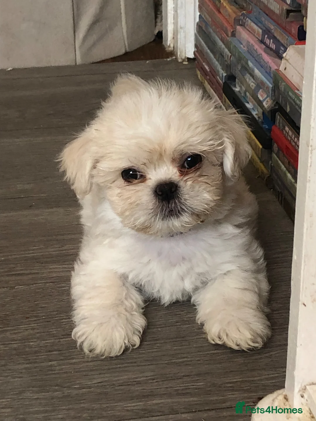 Mixed Breed dogs for sale: Beautiful fluffy Shih tzu baby boys - Advert 1