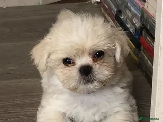 Mixed Breed dogs Beautiful fluffy Shih tzu baby boys - Advert 5