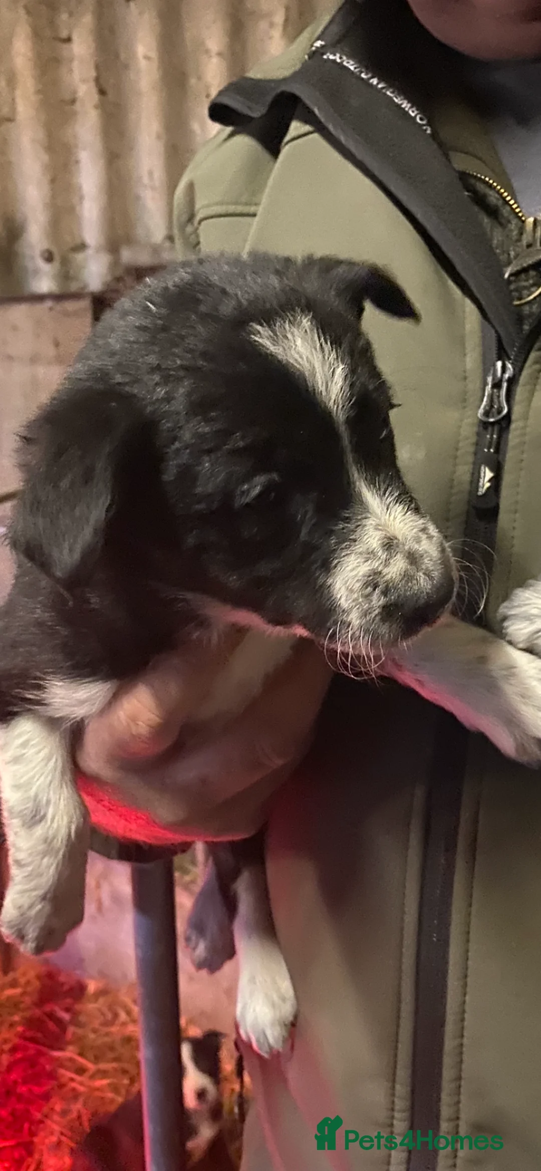 Border Collie dogs for sale: Border Collie pups  - Advert 2