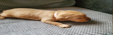Labrador Retriever Puppy 10