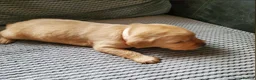 Labrador Retriever dogs for sale: 12 beautiful labrador puppies  - Advert 17