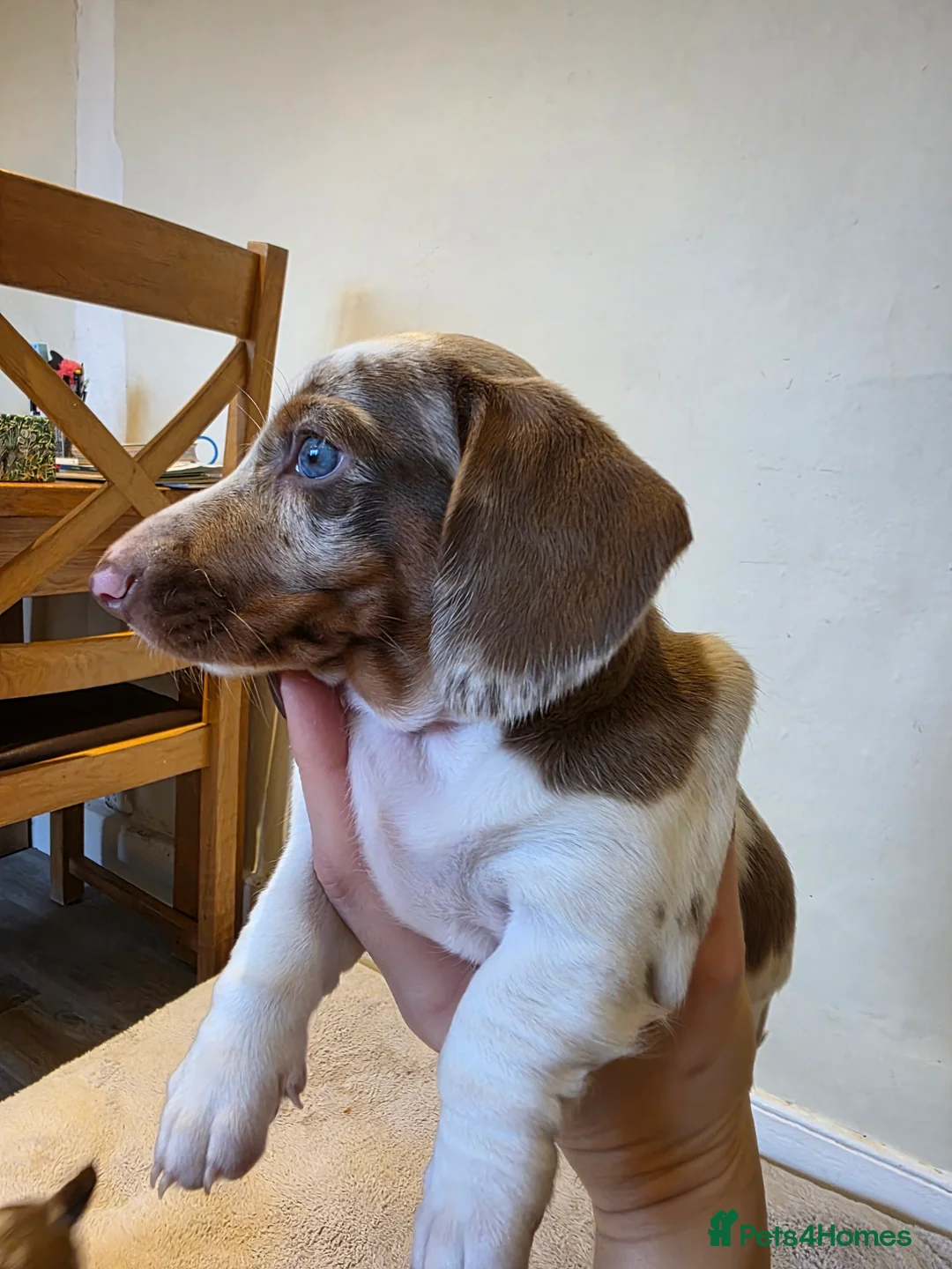Dachshund dogs for sale: KC Standard Dachshund Puppies - Advert 13