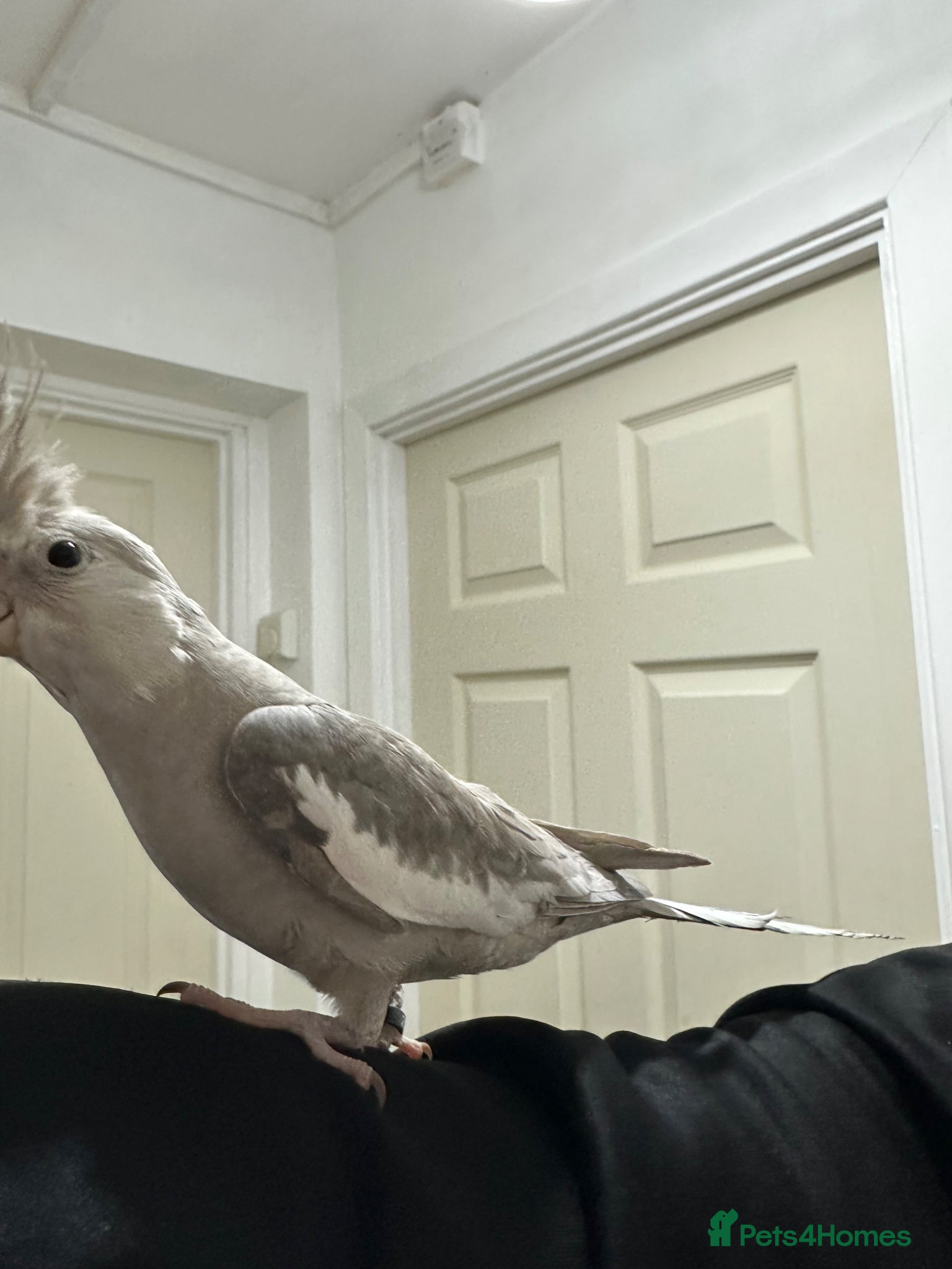 Cockatiels birds Beautiful female cocktiels  8 months for sell - Advert 5