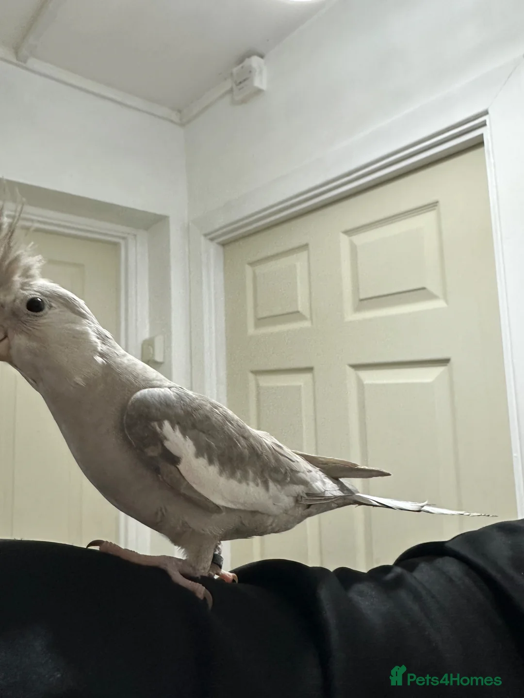 Cockatiels birds for sale: Beautiful female cocktiels  8 months for sell - Advert 1