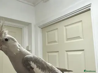 Cockatiels birds Beautiful female cocktiels 8 months for sell - Advert 8