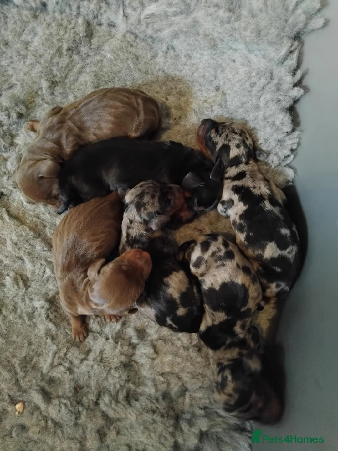 Miniature Dachshund dogs for sale: Kc registered miniature dashchund  - Advert 1